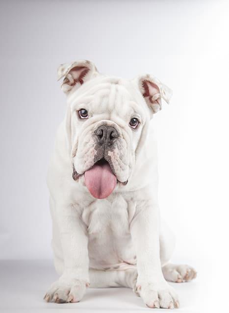 Alles wat je moet weten over de Engelse Bulldog